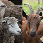 Élevage : le Togo déploie un plan quinquennal pour contenir les maladies des petits ruminants