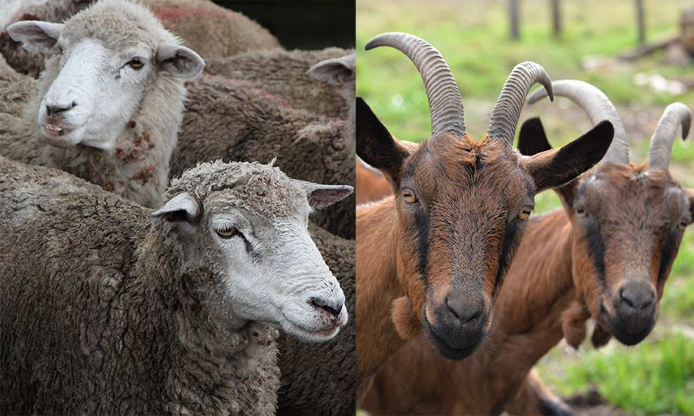 Élevage : le Togo déploie un plan quinquennal pour contenir les maladies des petits ruminants